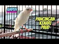Download Lagu AMPUH !!! Pancingan Kenari Paud || Sangat Bagus Untuk Kenari Belajar Bunyi Ngeriwik