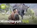 In the Himalayas alongside the last nomadic yak-breeding peoples The domestication of epic horns