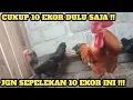 Download Lagu CUKUP 10 EKOR, INSYA'ALLAH ANDA BISA UNTUNG
