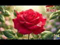 Download Lagu Mawar yang Indah! 🌹 | Bunga Favorit Dunia | Alam untuk Anak-Anak | FARA KIDS TV | #Flosers