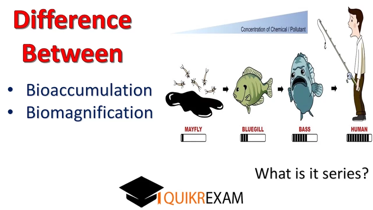 What is the Difference Between Bioaccumulation and Biomagnification