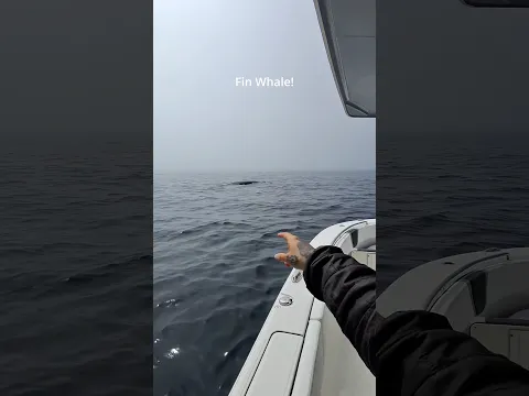 Whales swim by while photographing albatross