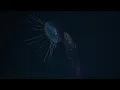 The Abyss | Deep Sea Documentary for Sleep (4K)