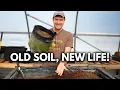 Never Throw Out Old Potting Soil Again - Refresh and Reuse it to Save TONS of Money