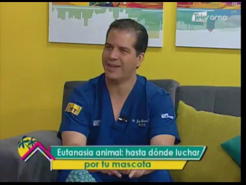 Eutanasia animal: Hasta dónde luchar por tu mascota