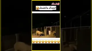 اتحداك ماتضحك مقاطع مضحكة مضحك ضحك مقاطع مضحكة اضحك Shorts 