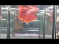 -221 Super Red Double Tail Halfmoon Male Betta