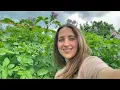 Download Lagu Growing Potatoes in Belarus | What Can Go Wrong ?