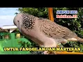 Lagu Suara Burung Tekukur Memanggil Lawan 100% Ampuh untuk Panggilan Dan Masteran