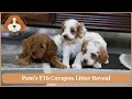 Pam s F1b Cavapoo Litter Reveal