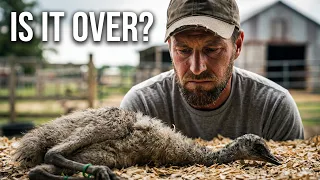 Our Little Emu Can't Walk.