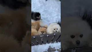 نباح الكلب صوت نباح الكلب دندنها