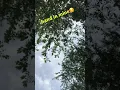extravagant - carlie jo