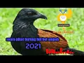 Download Lagu suara mp3 burung but\