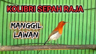 kolibri sepah raja gacor manggil mangil lawan faxxybird
