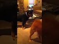 Scout loves holding his ball up in the air, Sachi loves taking it from him