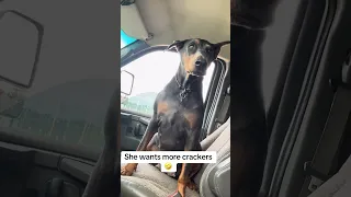 #Fyp #dream #pets #doberman