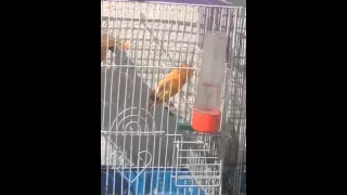 نغمة كنار رائعة  نغمة كنار رائعة