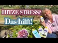 Download Lagu ROSEN Pflege nach radikalem Rückschnitt im Sommer 🌞 TiPPs vom LET'S GROW Team \u0026 René Wadas - Quiz