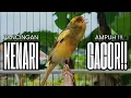 Lagu Pancingan Kenari GACOR panjang untuk Masteran Kenari PAUD \u0026 agar Kenari diam agar bunyi \u0026 gacor