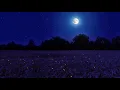 Download Lagu Night Ambience on a Barley Field, Crickets and Wind Sounds - Summer Full Moon