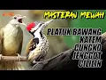 Download Lagu TEMBAKAN MEWAH !! MASTERAN  KAPAS TEMBAK - PLATUK BAWANG - CILILIN  | MASTERAN WAJIB SANG JUARA