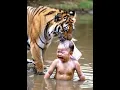 Download Lagu bager video tiger
