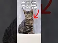 Download Lagu Arti Simbol M Pada Dahi Kucing dan Macam Jenis Corak Tabby