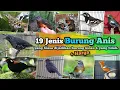 Download Lagu 19 Jenis Burung Anis ‼️ Yang biasa dijadikan burung kicau maupun yang jarang dipelihara ‼️