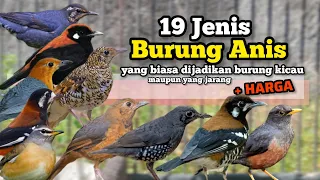 19 types of anis birds which are usually used as songbirds and which are rarely kept 