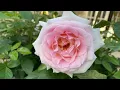 Download Lagu What roses does a newbie grow ? Help identify a rose 🌹
