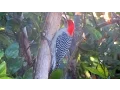 Lagu Red Bellied Woodpecker Calling and Drumming