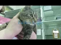 April Pets of Month Butler County Humane Society