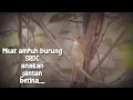 Download Lagu suara pikat burung SRDC anakan,jantan dan betina ribut ampuh....