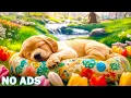 Download Lagu 12 Hours of Calming Music for Dogs🐶Emotional Support Music for Dogs🐾Perfect for Rest \u0026 Recovery