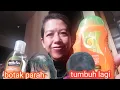 Download Lagu CARA AMPUH MENGATASI RAMBUT RONTOK DAN TUMBUH LAGI.(TKW HONGKONG)