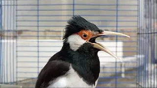 jalak suren gacor full variasi isian mewah cocok buat pancingan jalak suren agar gacor full isian