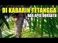 Download Lagu Mari kita cek paman! siapa cepat dia yang dapat 🤣 lebah hutan tawon gung - apis dorsata