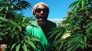 i taweh feat nambo robinson herb treez official video 2016 