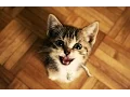 Download Lagu Kucing Lucu Dan Anak Kucing Mengeong. Kompilasi HD