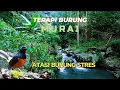 Download Lagu PANCINGAN BURUNG MURAI ATASI STRES DENGAN SUARA ALAM GEMERICIK AIR