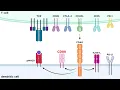 Types of Immune Cell Receptors