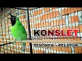 Download Lagu CUCAK IJO KONSLET TEMBAKAN TENGKEK DAN PELATUK