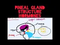 Unveiling the Pineal Gland Location Structure Hormones Demystified