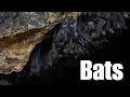 How to Attract Bats to Your Garden and Why You Should
