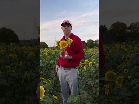 I Took my Black Friend to Pick Sunflowers