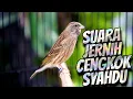Download Lagu SUARA JERNIH CENGKOK MEWAH - MASTERAN BLACKTHROAT GACOR BIKIN CEPET BUNYI KENARI BAHAN