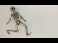 What is the Cytoskeleton