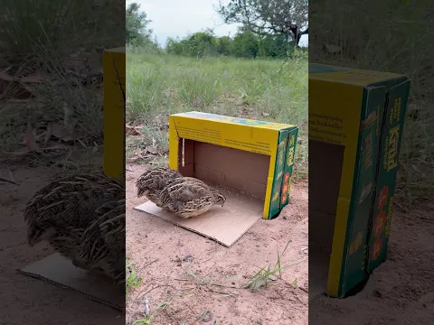 Unique Creativity Quail Trap #shorts
