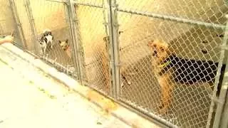 Amarillo-Panhandle Humane Society works to become a no-kill shelter